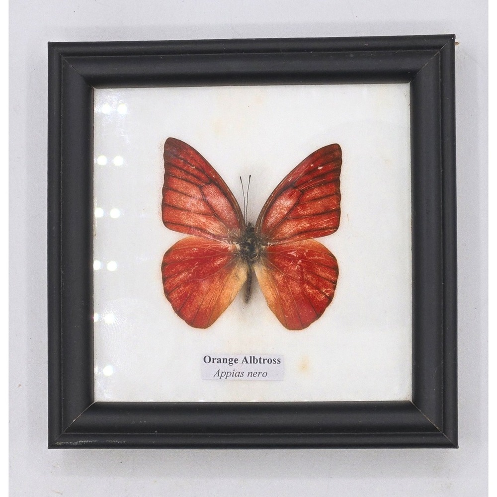 Rare Orange Albatross Butterfly Display (Appias nero)